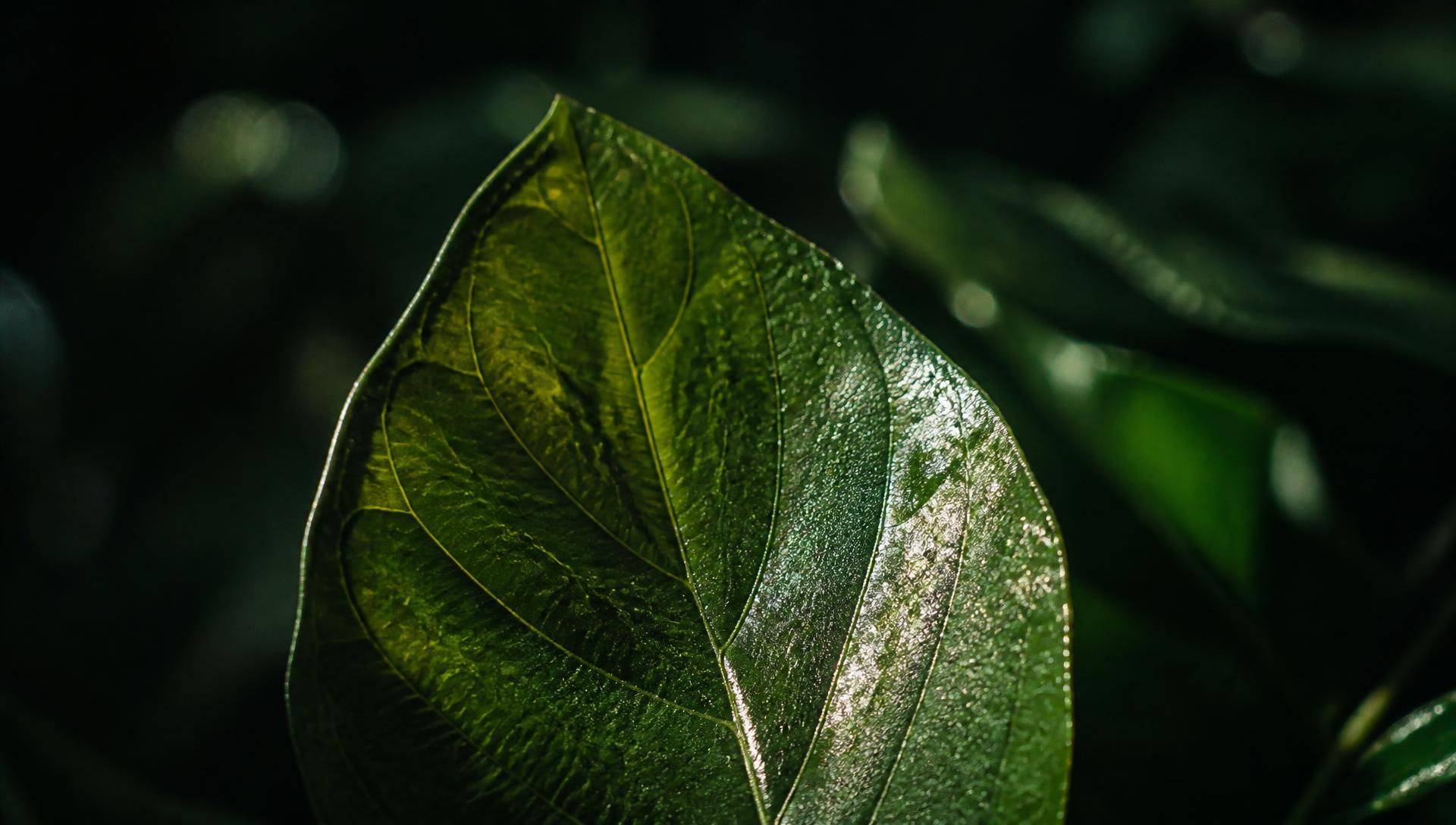Eight leaves, one identity
