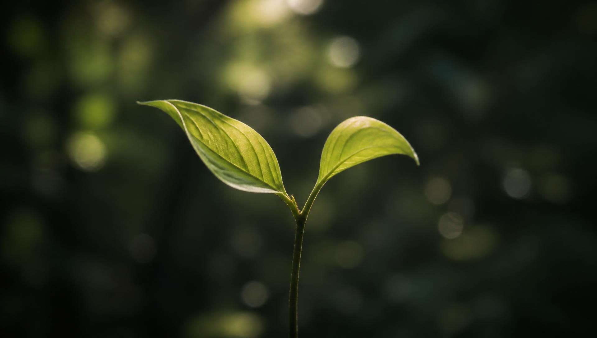 Two young leaves in natural rhythm