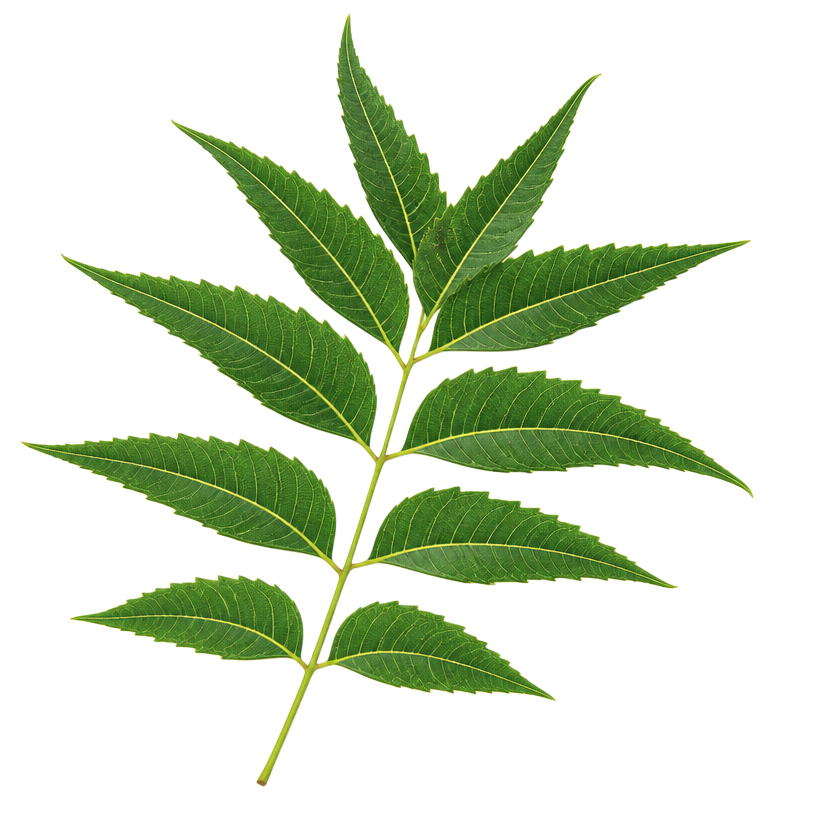 Neem leaf, Azadirachta indica