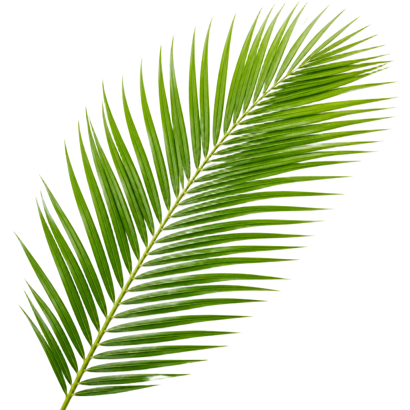 Palm leaf, Arecaceae