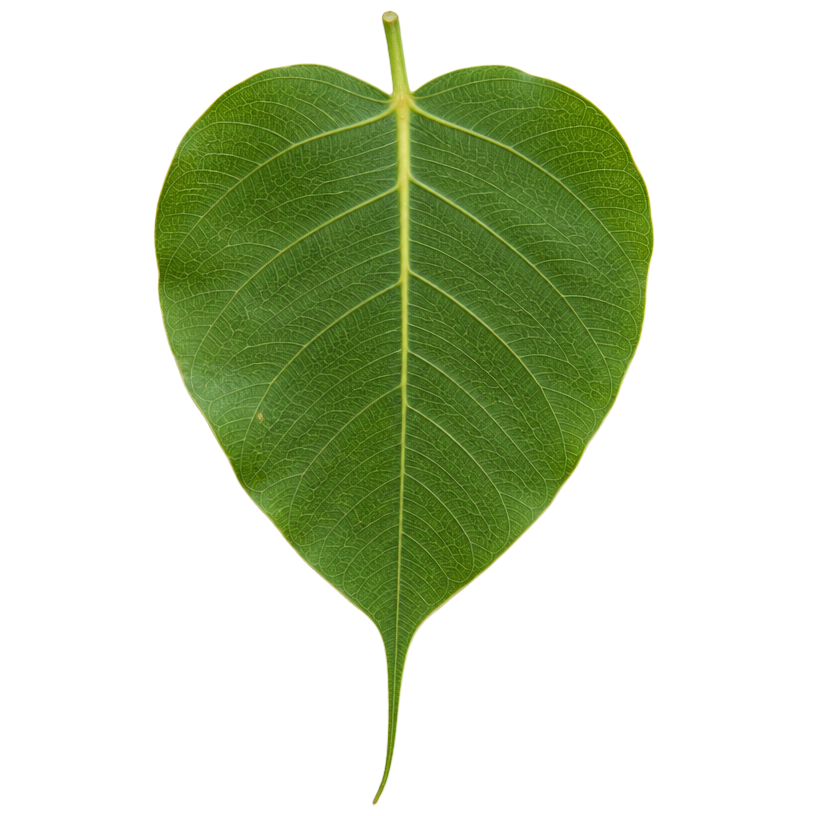 Peepal leaf, Ficus religiosa